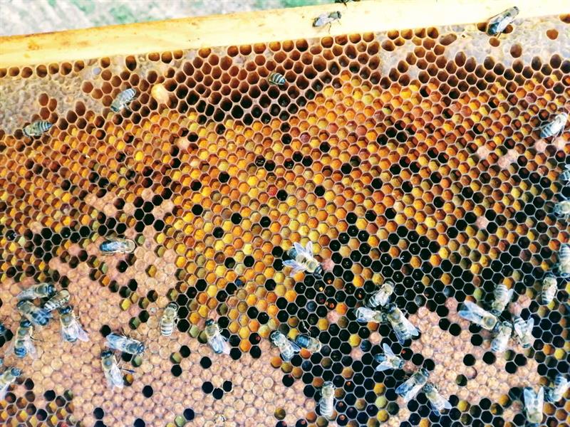 Maddi ve Teknik Olarak Arıcılarımız Destekleniyor